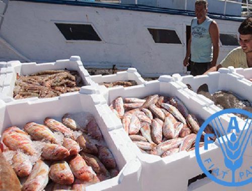LA FAO analizará el impacto del Covid-19 en el comercio mundial de pesca